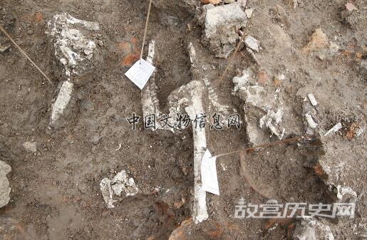 宁波首次发掘海岛史前文化遗址——大榭遗址Ⅰ期考古发掘的主要收获