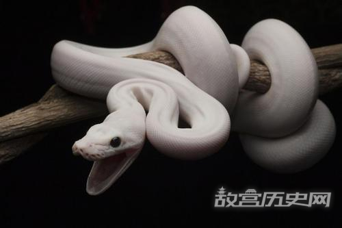 既然龙不存在那么上古时期养龙家族驯养的究竟是什么?