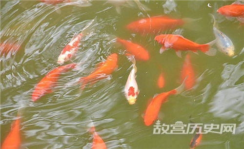 洛阳八小景的龙池金鱼在哪