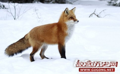 阅微草堂笔记之狐狸缘 阅微草堂笔记之狐狸缘