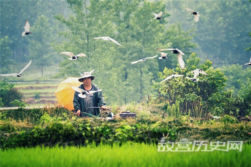小暑时节要从事哪些农耕活动