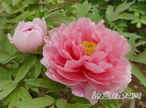牡丹为什么能成为洛阳十大文化符号之一