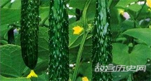黄瓜原名胡瓜为什么最后改名为黄瓜