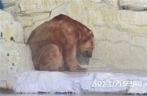 北极熊夏季变色原因