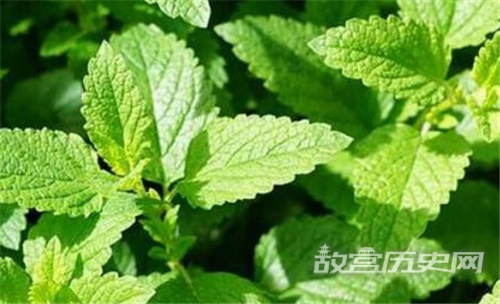 唐朝人为什么这么喜欢嚼薄荷叶