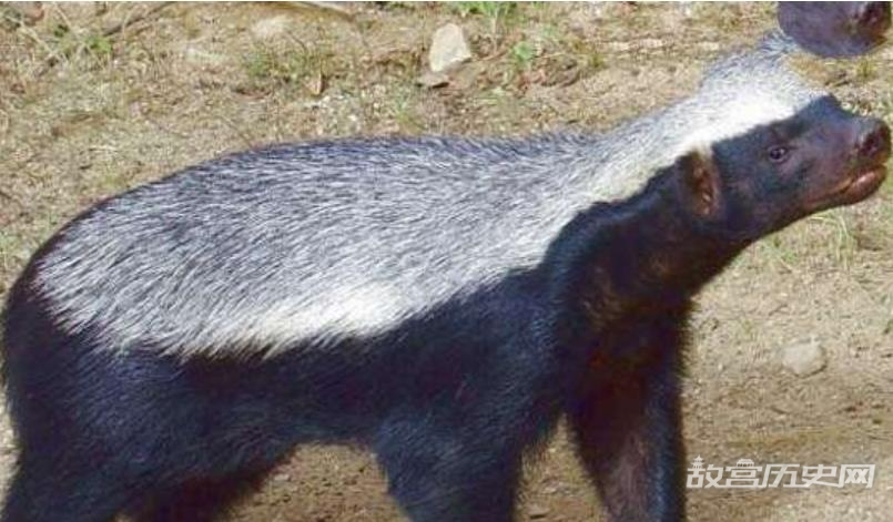 世界上最大胆的动物:平头哥蜜獾