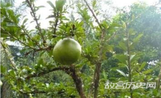 世界上最神奇的树:炸弹树,果实可以爆炸