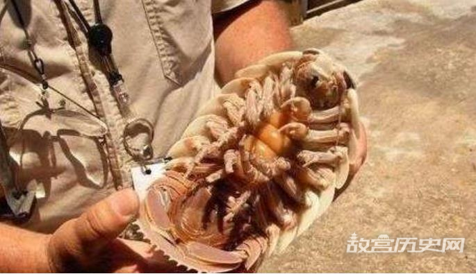 世界上绝食最长的动物:具足虫,绝食5年才死亡