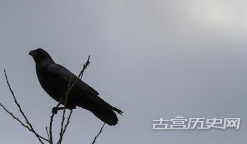 1567584843174359.png 乌鸦为什么不被人们待见?关于乌鸦的故事和传说!