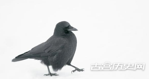 1567584839658335.png 乌鸦为什么不被人们待见?关于乌鸦的故事和传说!